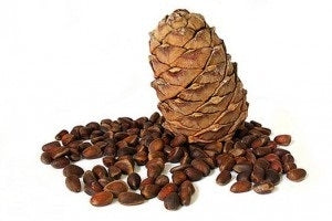 Pin de Sibérie, Pinus Siberica (Siberian Pine)