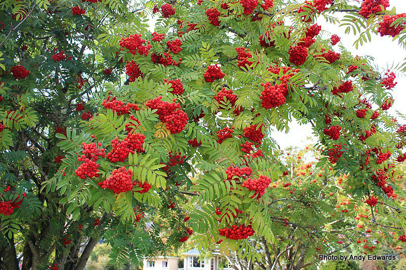 Sorbier des oiseleur (Sorbus aucuparia) – Pépinière Casse-Noisette