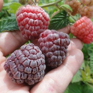 Framboise Royalty (Rubus occidentalis)