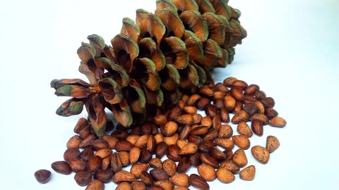 Pin d'Armand (pinus armandii)