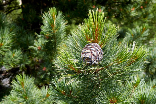Pin Cimbro (pinus cembra)