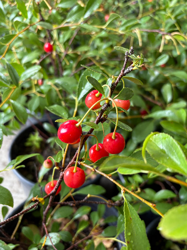 Cerisier griotte CUTIE PIE