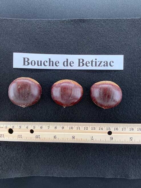 Châtaignier hybride 'Bouche de Bétizac'