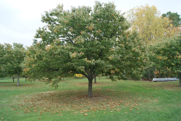 Châtaignier Colossal (Castanea Crenata X Sativa)