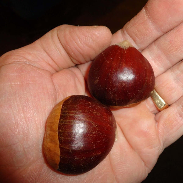 Châtaignier Colossal (Castanea Crenata X Sativa)