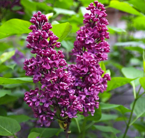 Lilas commun MONGE - syringa vulgaris