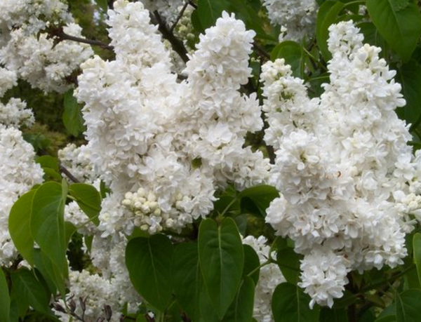 Lilas commun MONIQUE LEMOINE - syringa vulgaris