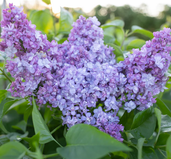 Lilas commun NADEZHDA - syringa vulgaris