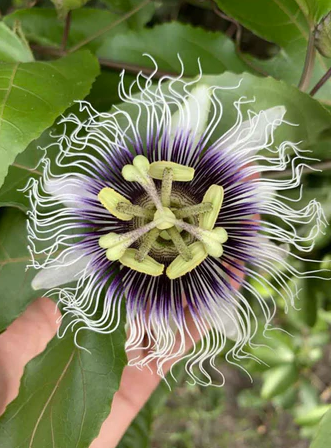 Fruit de la passion – Passiflora edulis