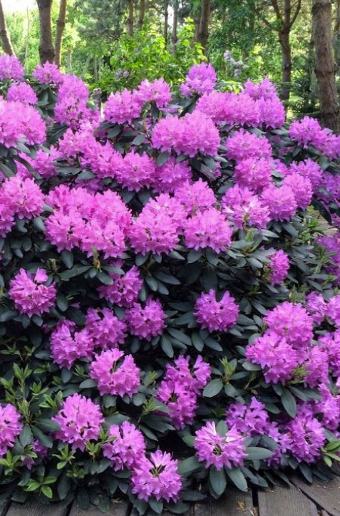 Rhododendron ROSEUM ELEGANS