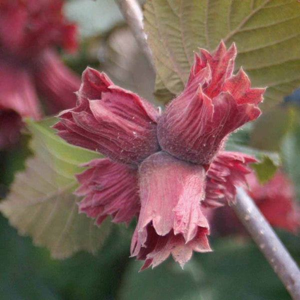 Noisetier hybride feuilles rouge (Corylus Maxima Purpurea)