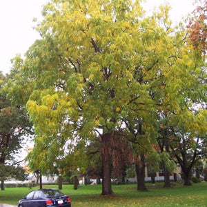 Noyer noir (non sélectionné), Juglans nigra (Black Walnut) 3b-4a