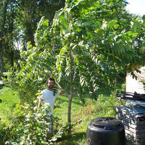 Semis de noyer du Japon, Noyer de coeur, Juglans ailantifolia var. cordiformis (Heartnut) 4b