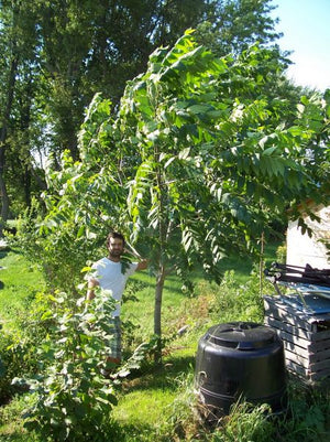 Semis de noyer du Japon, Noyer de coeur, Juglans ailantifolia var. cordiformis (Heartnut) 4b