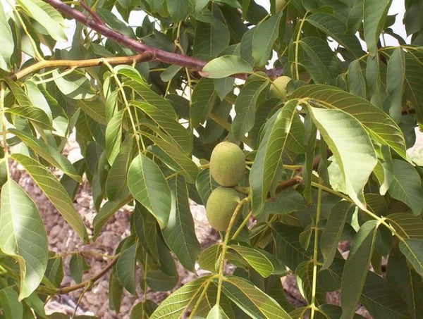 Noyer des Carpates, Juglans regia (English walnut) 5a-5b