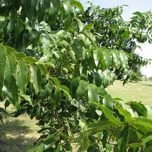 Pacanier du Nord, Carya Illinoïnensis (Northern Pecan) 4b-5a