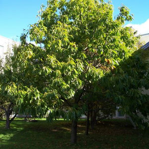 Châtaignier d’Amérique, Castanea dentata (American Chestnut) 4b