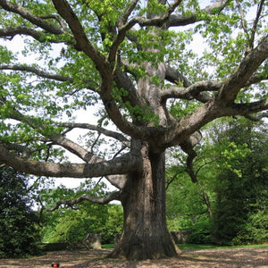 Chêne Blanc, Quercus Alba