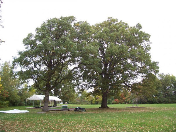 Chêne à gros fruits, Quercus Macrocarpa