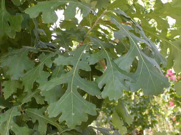 Chêne à gros fruits, Quercus Macrocarpa