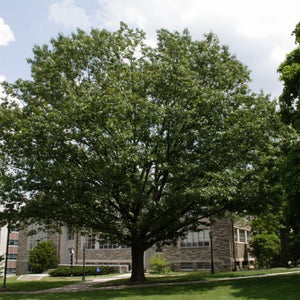 Chêne Rouge, Quercus rubra