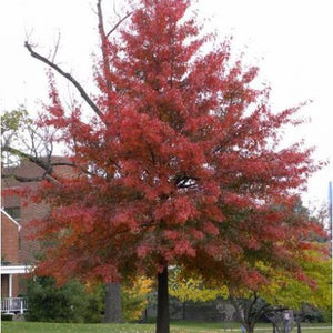 Chêne des Marais, Quercus Palustris