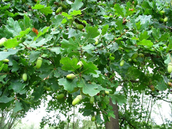 Chêne Pédonculé, Quercus Robur (English oak)