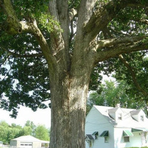 Chêne Jaune, Quercus Muehlenbergii (Chinkapin oak)