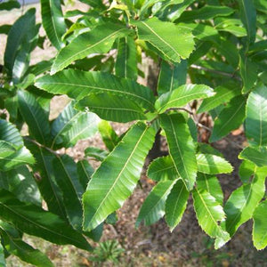 Chêne à dents de scie, Quercus Acutissima (Sawtooth Oak)