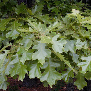 Chêne Noir, Quercus Velutina (Black Oak)