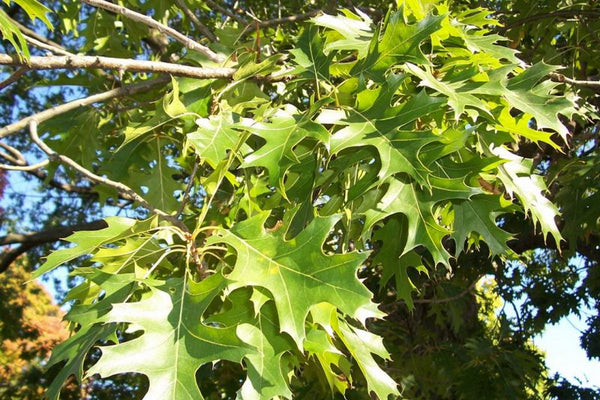 Chêne Ellipsoïdal, Quercus Ellipsoïdalis (Northern Pin Oak)