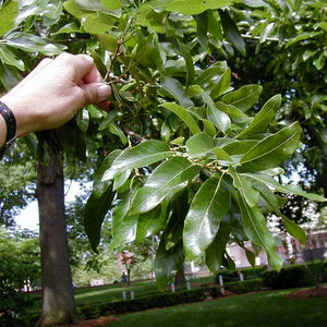 Chêne à Lattes, Quercus Imbricaria (Shingle Oak)