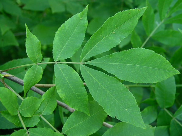 Caryer cordiforme, Carya cordiformis (Bitternut Hickory)