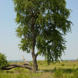 Cerisier tardif, prunus serotina, (Black Cherry)