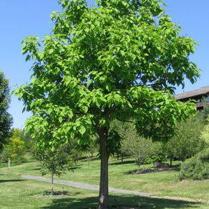 Catalpa de l’Ouest, Catalpa Speciosa (Northern catalpa)