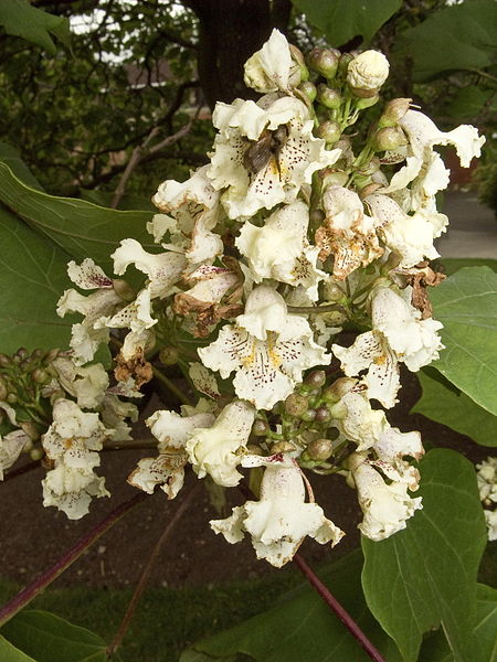 Catalpa de Chine, Catalpa ovata (racines nues automne)