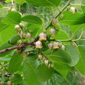 Plaqueminier de Virginie, Diospyros Virginiana, (American Persimon)