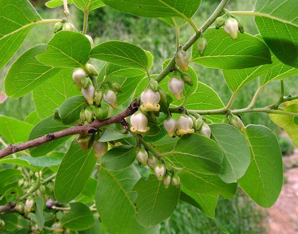 Plaqueminier de Virginie, Diospyros Virginiana, (American Persimon)