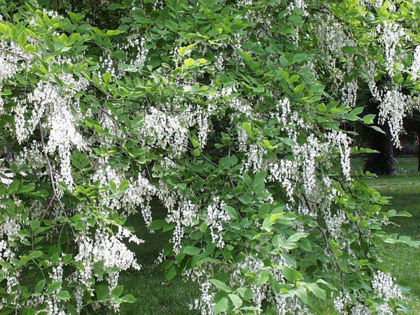 Virgilier à Bois jaune, Cladrastis lutea, (American Yellowwood)