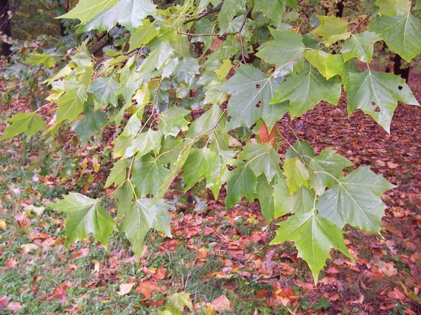 Platane d’Amérique, Platanus Occidentalis (Sycamore)