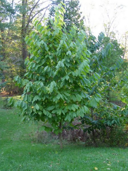 Asiminier trilobé (SEMIS variété sélecte ontarienne), Asimina triloba, (PawPaw)