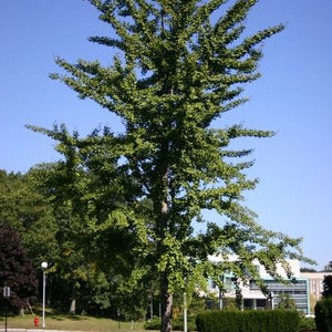 Arbre aux quarante écus, Ginkgo Biloba