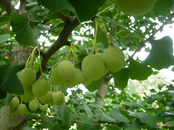 Arbre aux quarante écus, Ginkgo Biloba