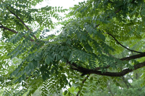 Chicot du Canada, Gymnocladus dioicus, (Kentucky Coffeetree)