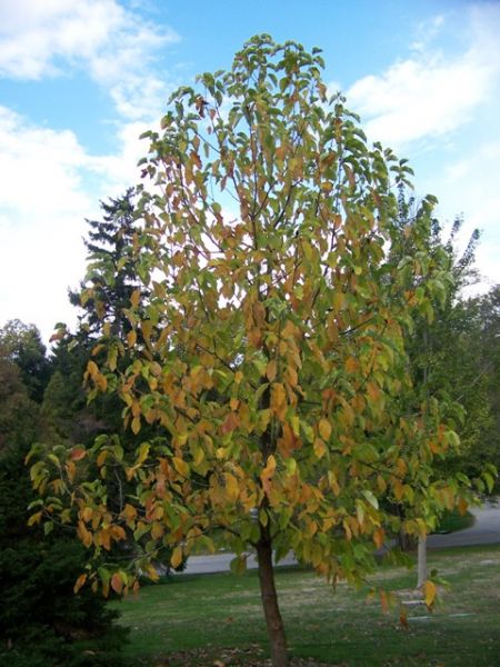 Magnolia acuminé, Magnolia accuminata, (Cucumber Tree)