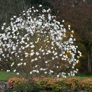 Magnolia étoilé, Magnolia stellata, (Star Magnolia)