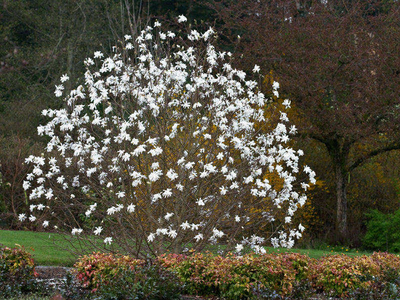 Arbres et arbustes ornementaux