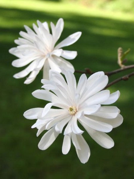 Magnolia étoilé, Magnolia stellata, (Star Magnolia)