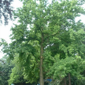 Copalme d'Amérique, Liquidambar styraciflua (Sweetgum)