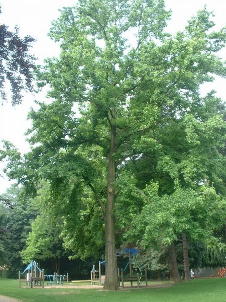 Copalme d'Amérique, Liquidambar styraciflua (Sweetgum)